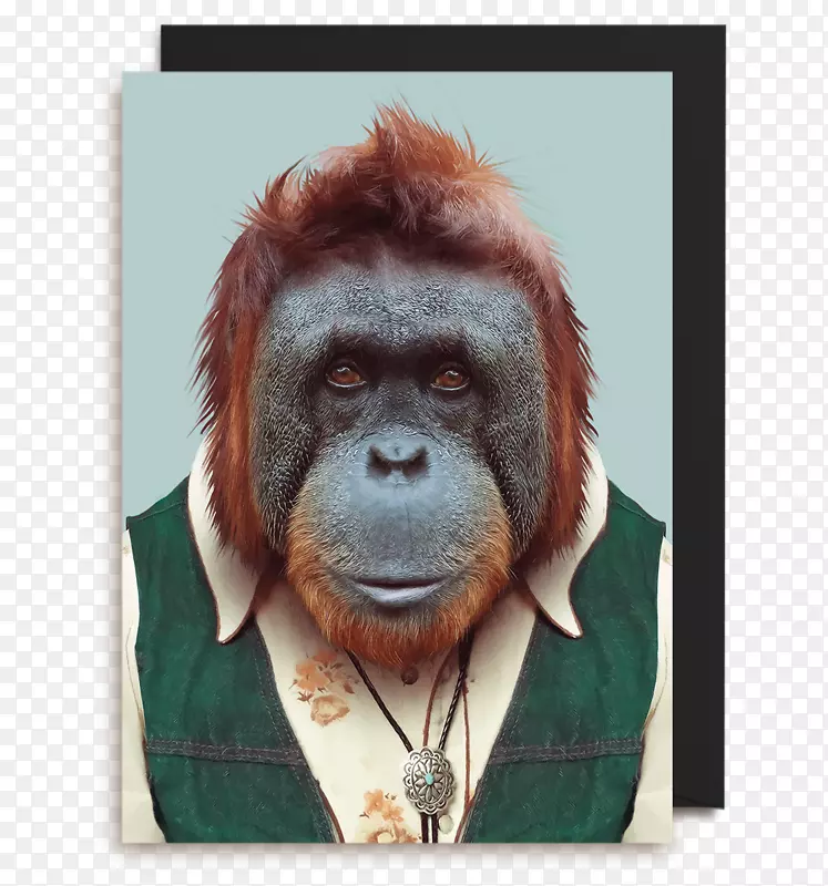 动物园肖像画婆罗洲猩猩摄影动物-猩猩