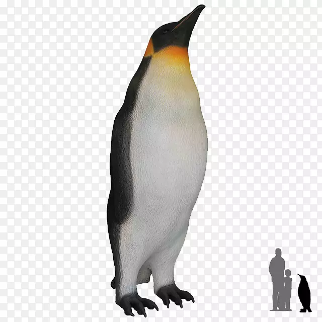 南极企鹅王鸟-企鹅