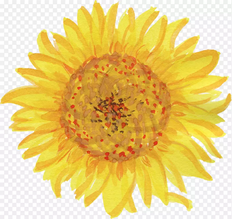 普通向日葵绘画标志-水彩花