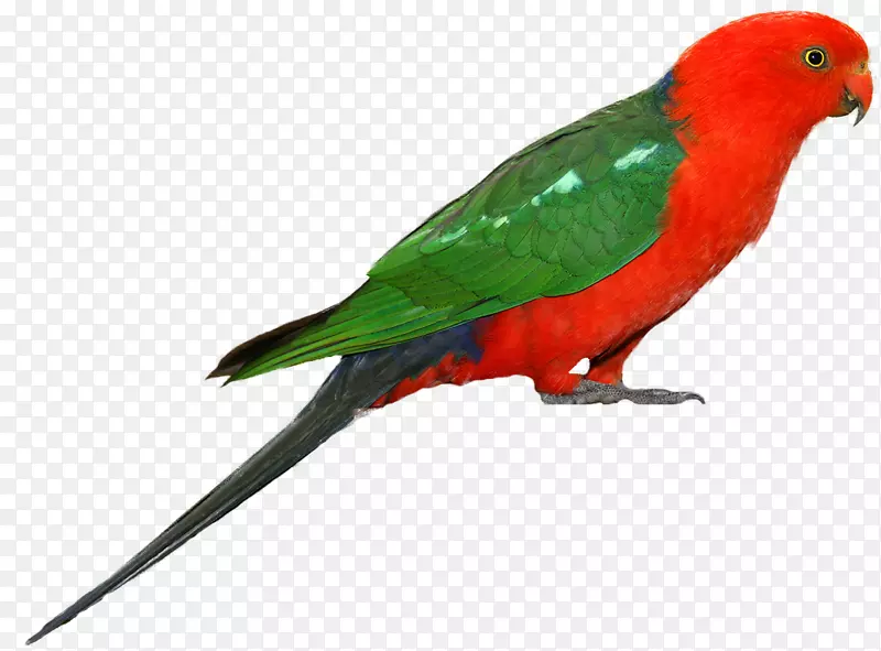 澳大利亚国王鹦鹉鸟夹艺术-鹦鹉