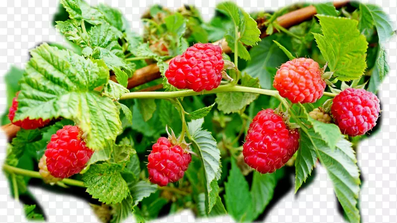 红树莓品种-覆盆子