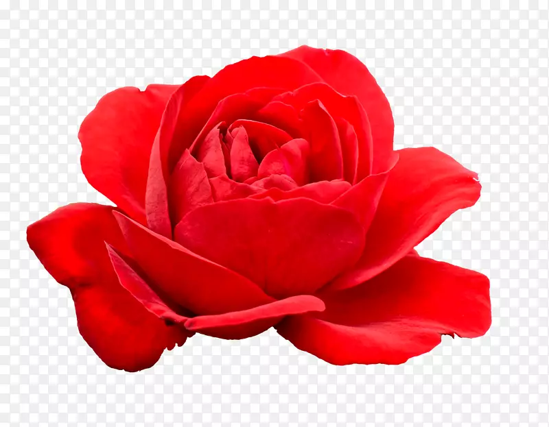 仙人掌玫瑰花红色花园玫瑰-红色