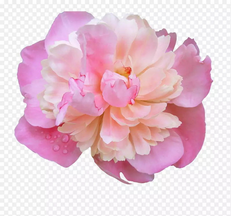 粉红花夹艺术-牡丹