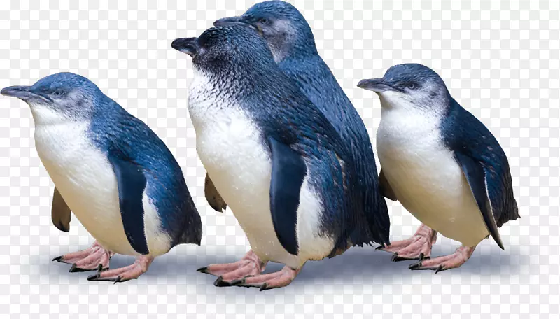 杜尼丁奥塔戈半岛蓝企鹅普克库拉企鹅