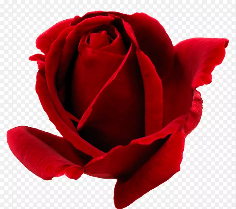 玫瑰桌面壁纸，红色剪贴画-红色