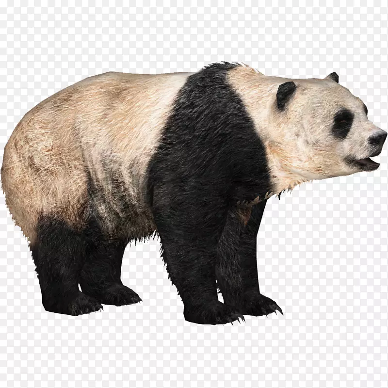 动物园大亨2大熊猫棕熊-熊猫