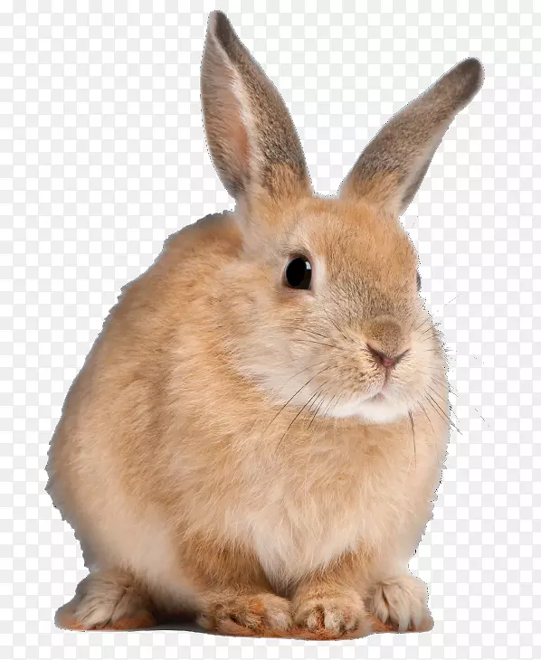 加利福尼亚兔，荷兰兔，佛兰德巨兔，家养兔子-兔子