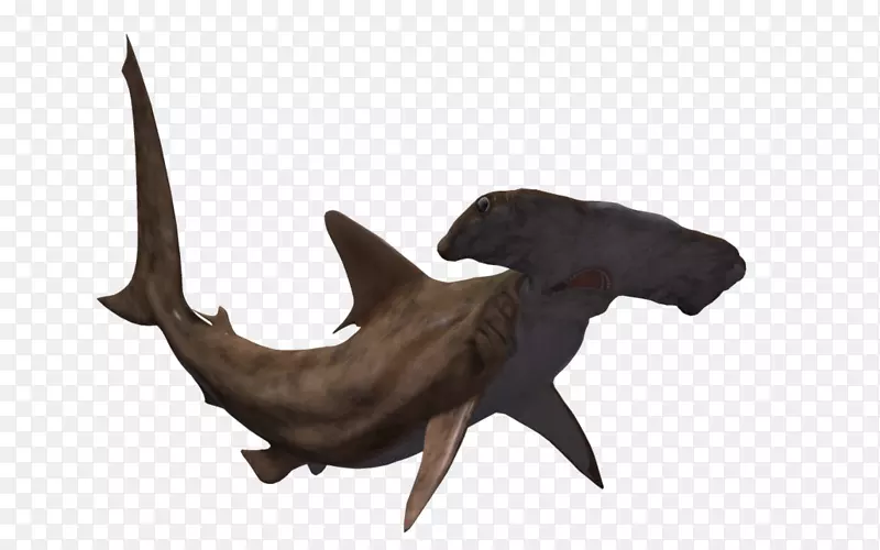 大锤头鲨