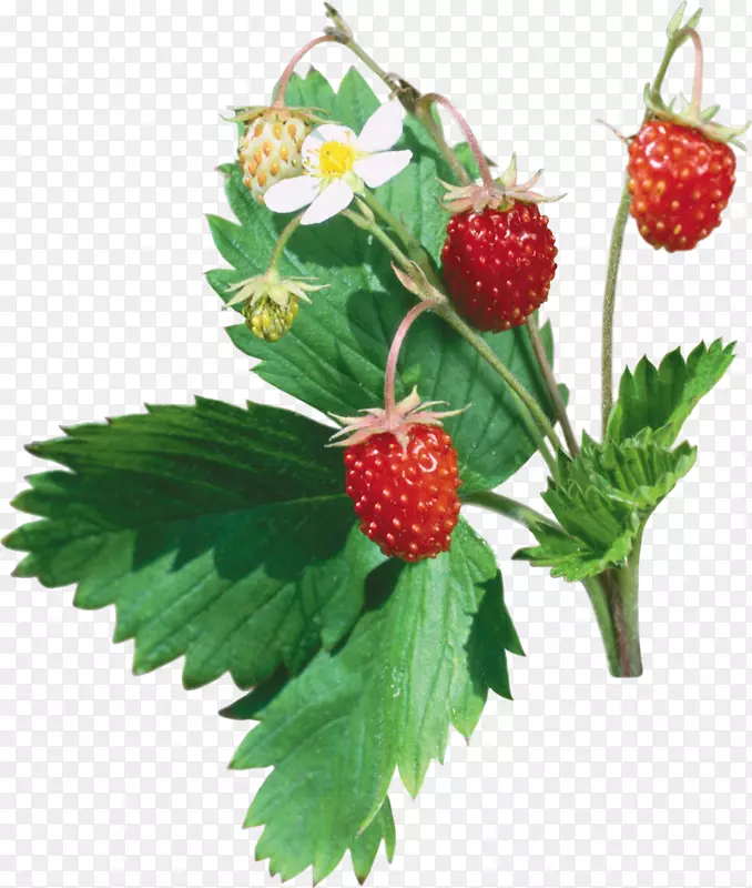 麝香草莓剪贴画-草莓