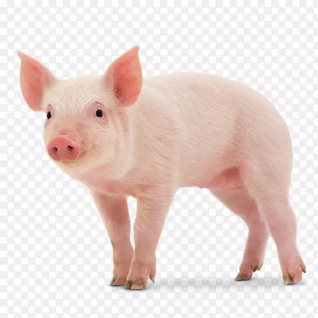 中白丹麦本地猪小型猪大白猪群摄影-猪