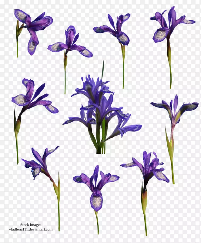 花卉紫罗兰艺术-春天