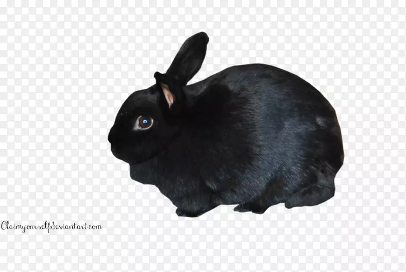 荷兰野兔小型兔