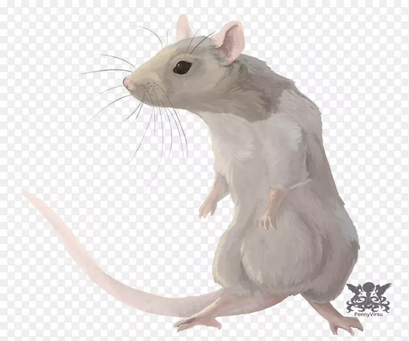 大鼠十二生肖星座-大鼠