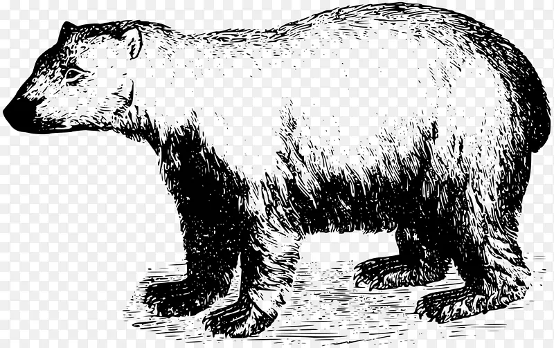 北极熊北极棕熊北极熊