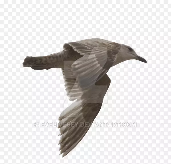 海鸥鸟艺术摄影-海鸥