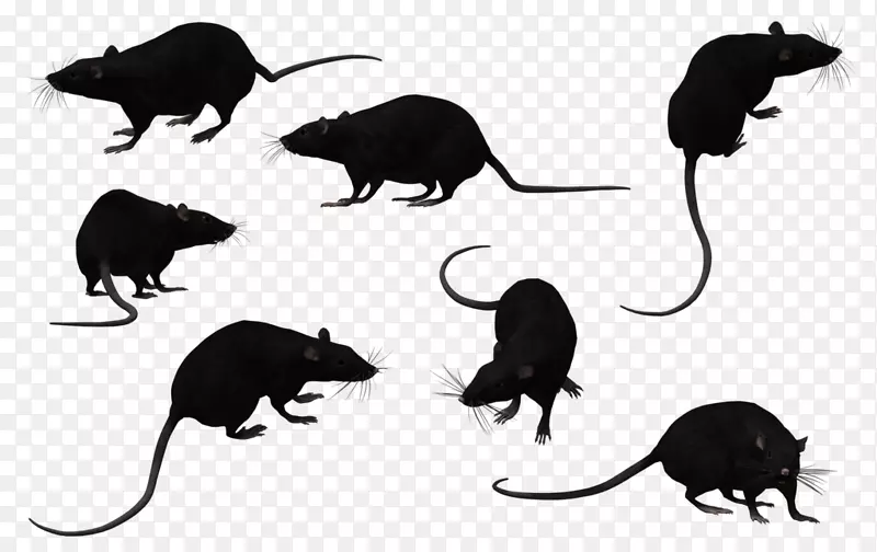 黑鼠动物剪贴画-老鼠