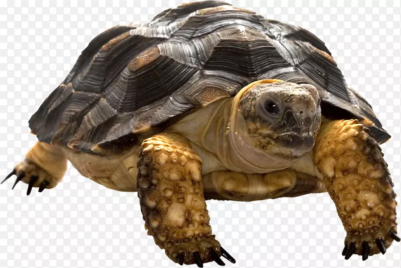 箱形龟常见的龟-龟