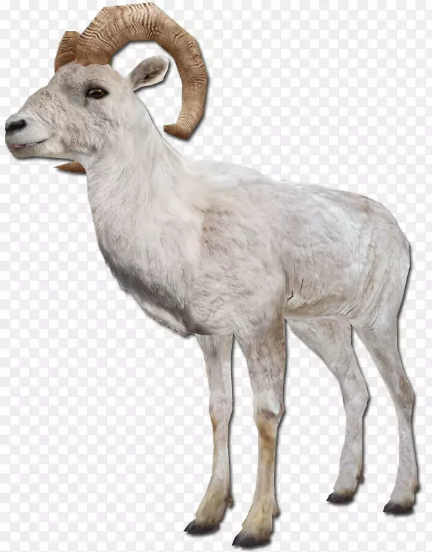巴巴里羊、山羊、农场动物：羊-羊