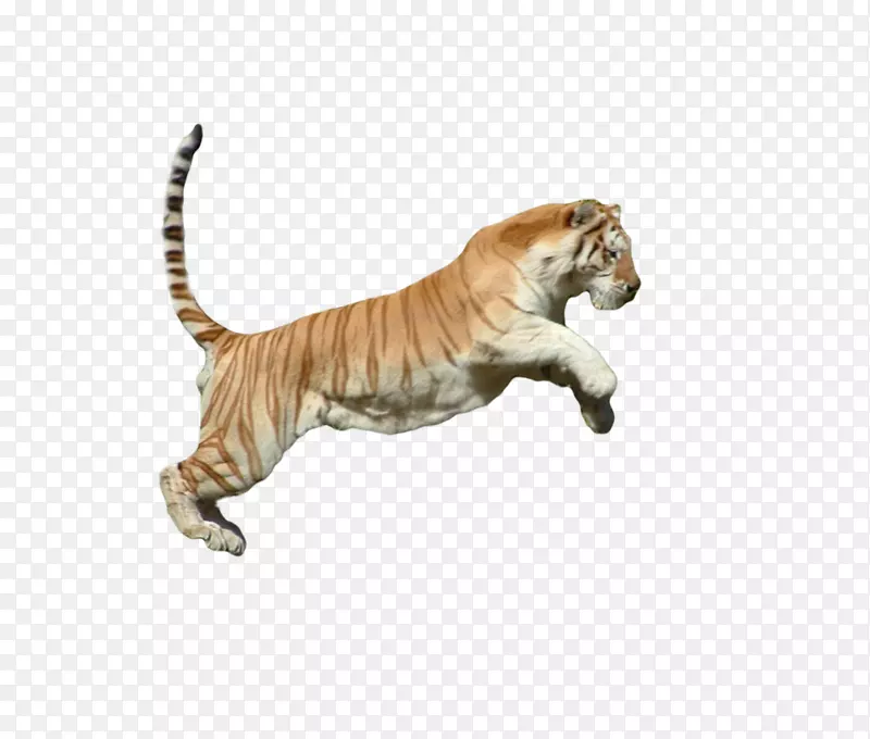 虎猫动物群-老虎