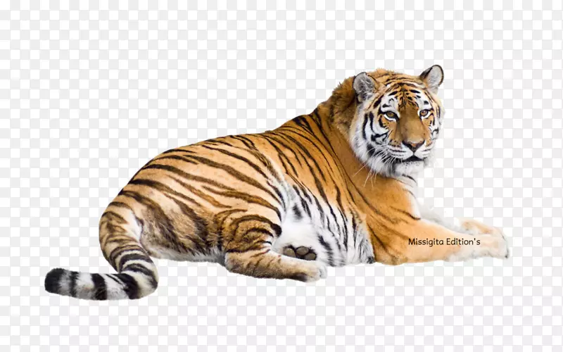 西伯利亚虎，孟加拉虎，猫科，马来亚虎，白虎-虎