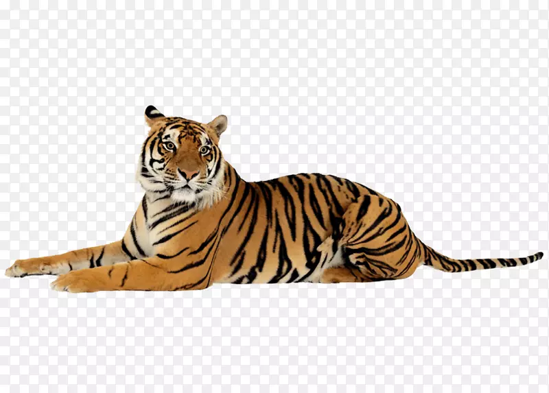狮子猫科项目虎-虎