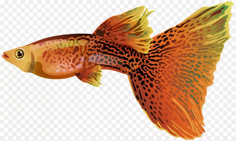 格皮鱼夹艺术-金鱼