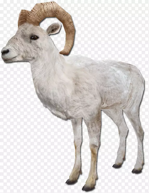 巴巴里羊、农场动物：羊-羊
