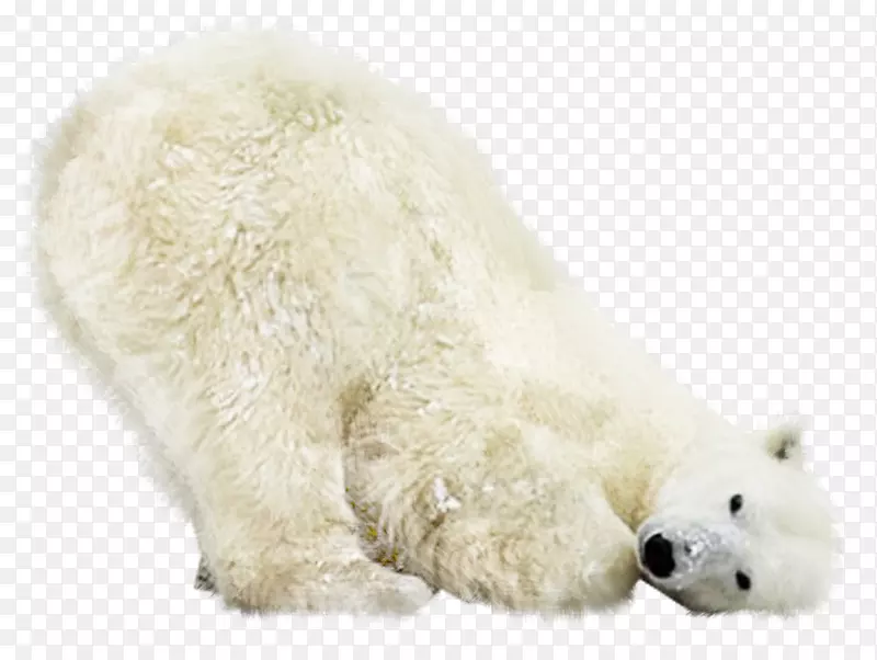 库瓦兹北极熊动物摄影-北极熊