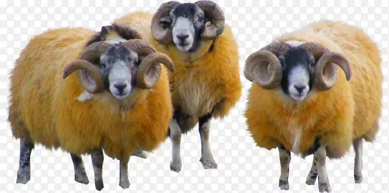 绵羊羊毛山羊纱