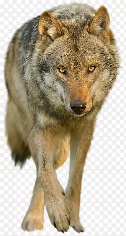 狗黑狼夹艺术-狼