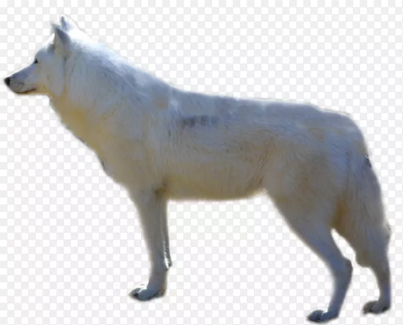 阿拉斯加北极狼北极狐阿拉斯加冻原狼