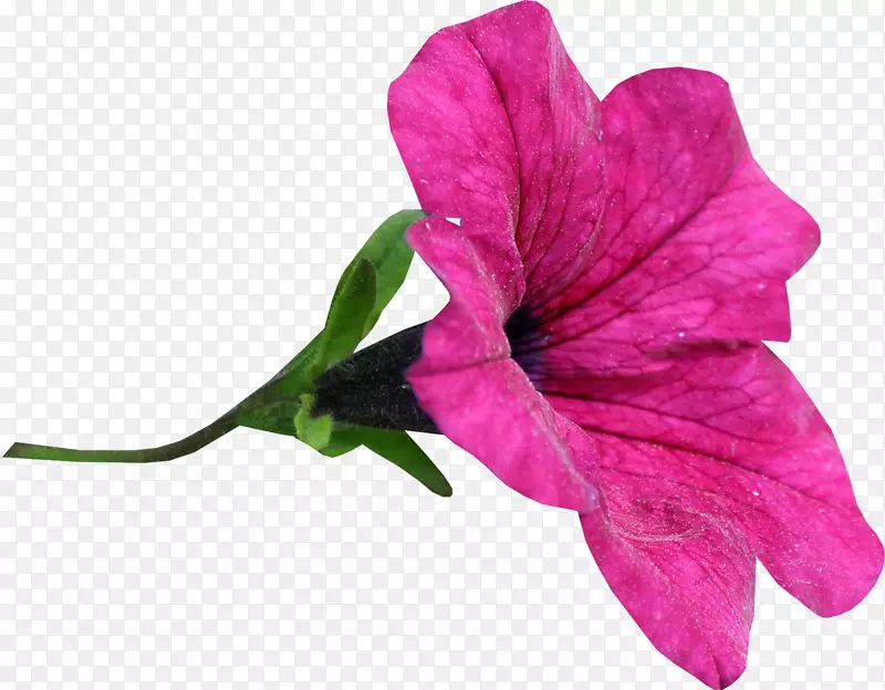 秘鲁伯加斯省的一朵奇葩-粉红色的花