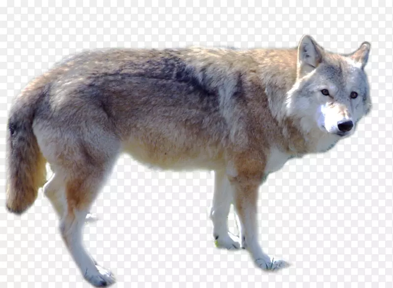 狗北极狼红狼桌面壁纸-狼