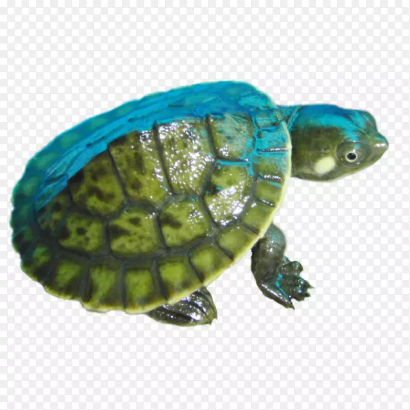 亚马逊河盒龟爬行动物