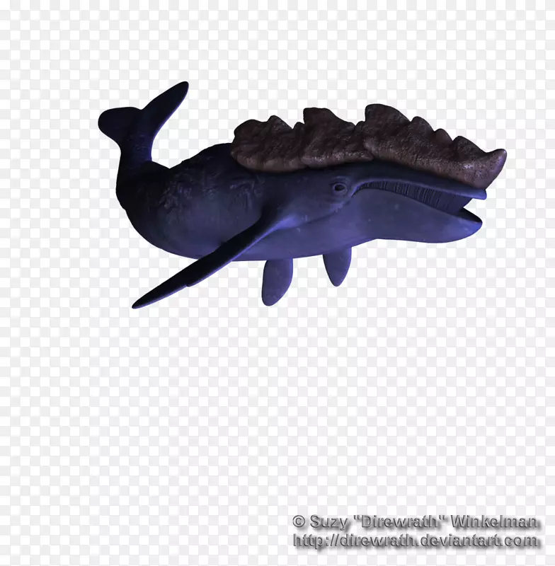 海狮海洋鲸鱼海豚鲸