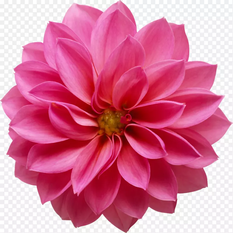 花束百合夹艺术-粉红色花