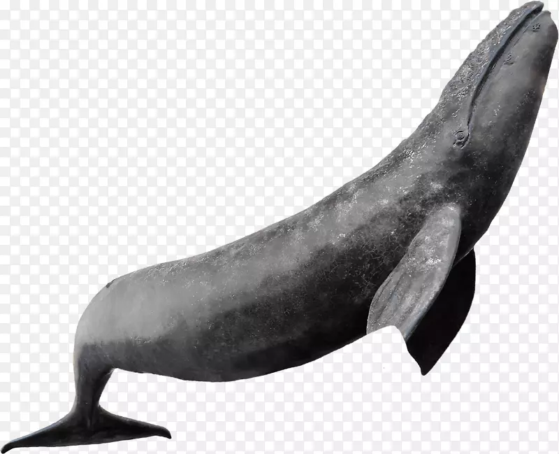 海豚鲸，海狮，海洋，鲸类