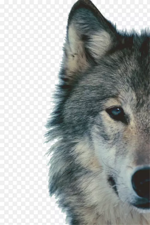 西伯利亚哈士奇北极狼黑狼动物剪贴画-狼