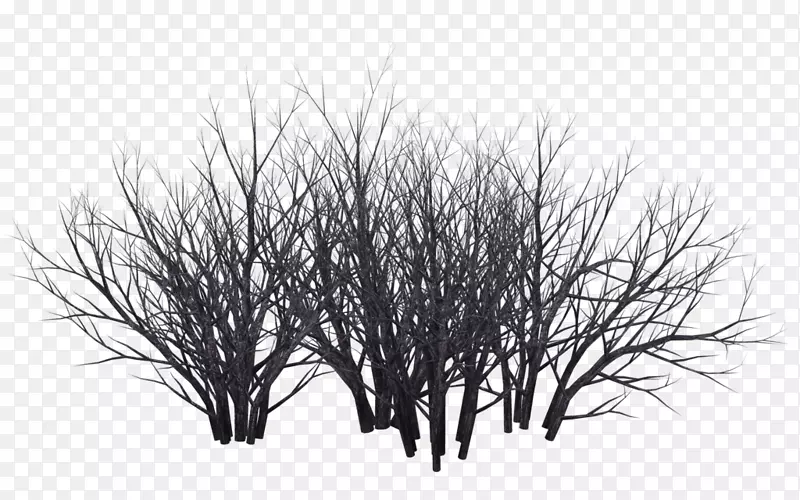 灌木丛摄影黑白灌木丛