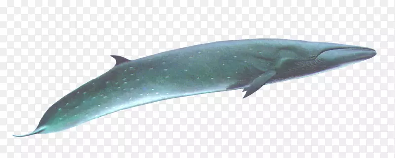 粗齿海豚图库溪普通宽吻海豚全头鲸