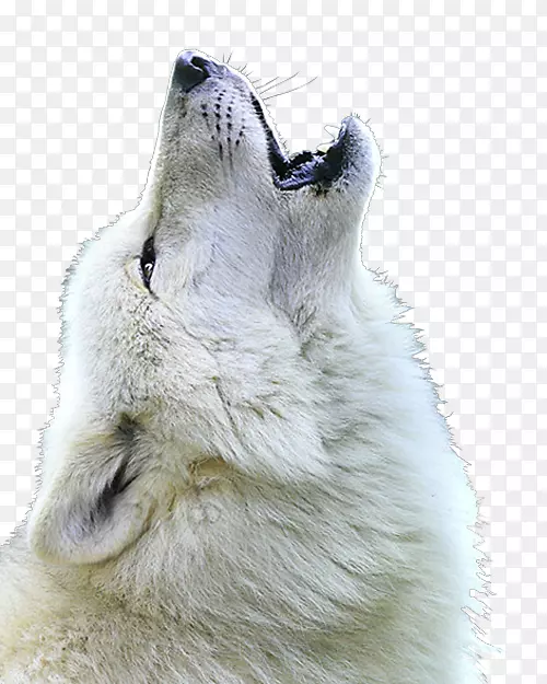 白牧羊人伯杰白瑞士北极狼墨西哥狼嚎叫狼