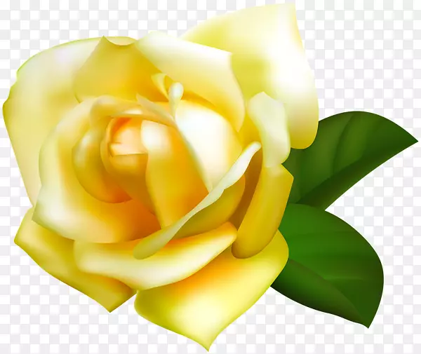 沙滩玫瑰黄色花园玫瑰花剪贴画-黄玫瑰