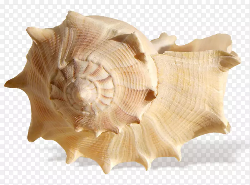 贝壳沙滩剪贴画-海螺