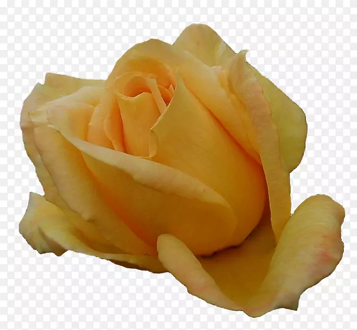 玫瑰，吉罗娜花园玫瑰-黄色玫瑰