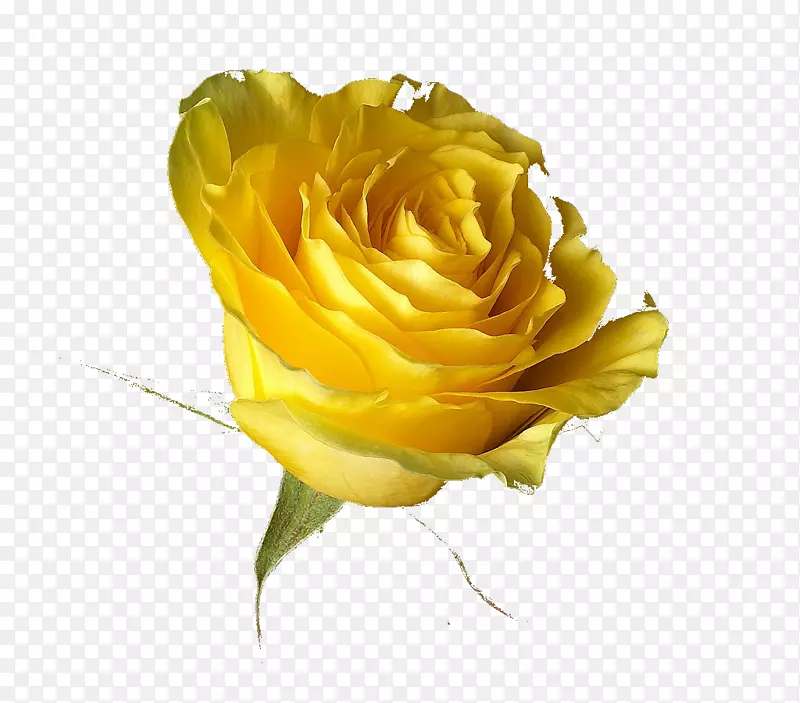 玫瑰黄色桌面壁纸，特兰士瓦雏菊-黄玫瑰