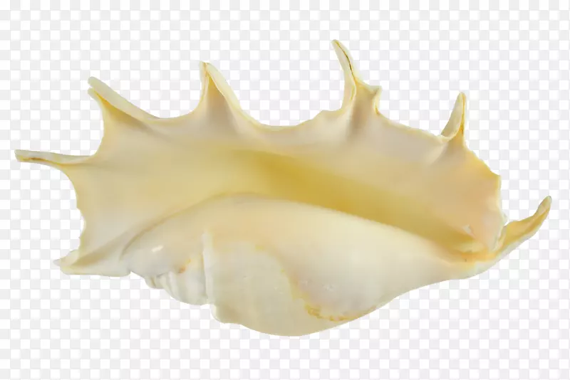 海蜗牛-海螺