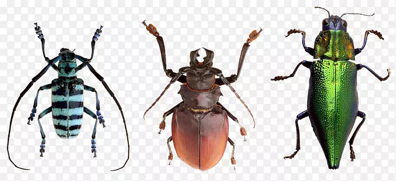 甲虫摄影-甲虫