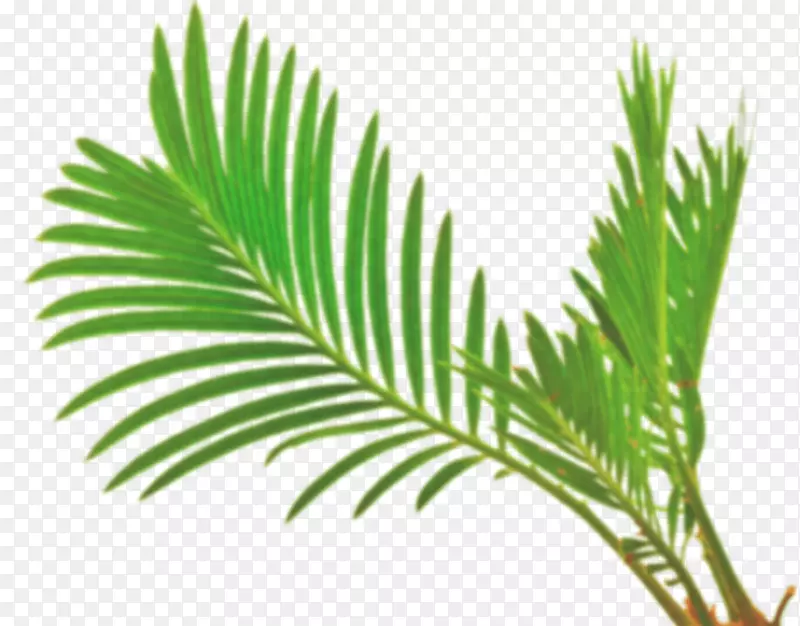 叶槟榔科白色绿色砧木摄影.棕榈