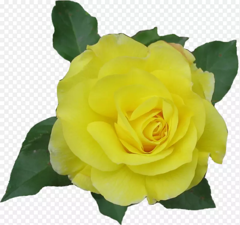 玫瑰黄色剪贴画-黄玫瑰
