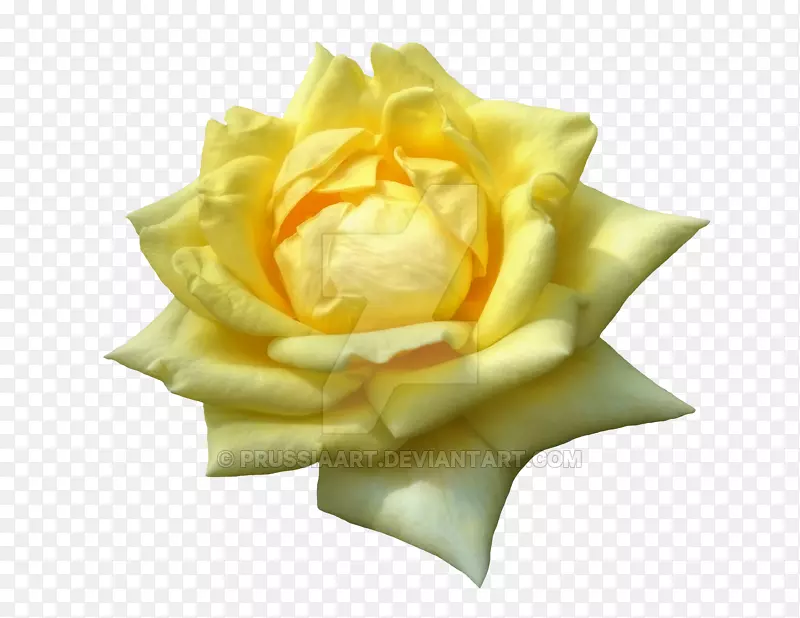 花园玫瑰黄花花瓣-黄玫瑰
